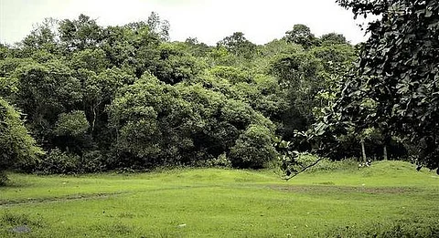 വയനാട്ടില് സ്വാഭാവിക വനം വെട്ടിവെളുപ്പിച്ച് തേക്കിന് തോട്ടമാക്കാന് വനംവകുപ്പ് നീക്കം; ജൈവ സമ്പത്ത് തകര്ക്കുന്നതിനെതിരെ പ്രതിഷേധം