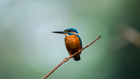 ‘പൊന്മാനോ? അതെന്തുമാന്?’; കലോത്സവത്തിനിടെ നാട്ടുപക്ഷിയുടെ ചിത്രം വരക്കാനാകാതെ കുട്ടികള്