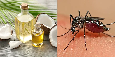 Fact Check : അത് വ്യാജം; വെളിച്ചെണ്ണ കൊണ്ട് ഡങ്കിപ്പനി ബാധ തടയാനാവില്ല