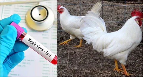 Fact Check : ‘മുണ്ടക്കയത്ത് കോഴികളിലൂടെ നിപ്പാ ബാധ’ ; പ്രചരണം വ്യാജം