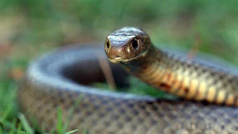 പാമ്പിന് വിഷമേറ്റാല് ചെയ്യേണ്ടത്, ചികിത്സയുള്ള ആശുപത്രികള്