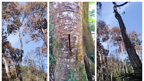 ‘വിഷം കുത്തിവെച്ച്’ മരങ്ങള് നശിപ്പിക്കുന്ന മതികെട്ടാന് മോഡല്; ഉണക്കിയത് 300 മരങ്ങള്