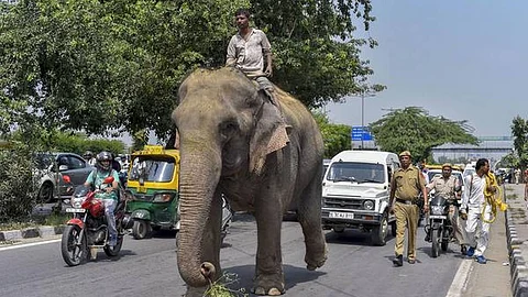 ആന ഇന്ത്യന് പൗരനോയെന്ന് ചീഫ് ജസ്റ്റിസ് എസ്എ ബോബ്ഡെ ; ‘ലക്ഷ്മി’യെ മോചിപ്പിക്കണമെന്ന ഹേബിയസ് കോര്പ്പസ് ഹര്ജി തള്ളി
