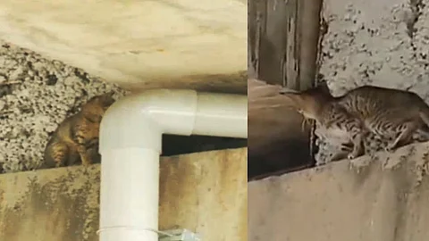 ‘ഒടുവില് പൂച്ച നിലംതൊട്ടു’, മണിക്കൂറുകള്ക്ക് ശേഷം മെട്രോ പില്ലറില് കുടുങ്ങിയ പൂച്ചയെ രക്ഷപ്പെടുത്തി