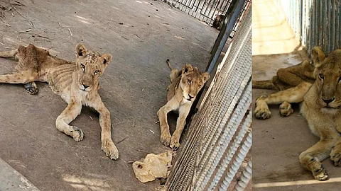 ഭക്ഷണമില്ലാതെ എല്ലും തോലുമായി ആഫ്രിക്കന് സിംഹങ്ങള്, സഹായം അഭ്യര്ത്ഥിച്ച് കാമ്പെയ്ന്
