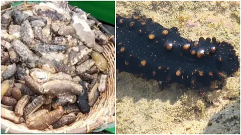 ലക്ഷദ്വീപില് പിടികൂടിയ കടല്വെള്ളരിയുടെ വില 4.70 കോടി; കടത്തിന് പിന്നില് വിദേശ രാജ്യങ്ങളിലെ വന് ഡിമാന്ഡ്