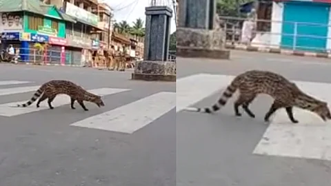മേപ്പയ്യൂരില് സീബ്ര വരയിലൂടെ റോഡ് കടക്കുന്ന ഇന്ത്യന് സിവെറ്റ് ; മനുഷ്യ അനക്കത്തില് അപ്രത്യക്ഷമാകുന്ന ജീവി പകല്വെളിച്ചത്തില്