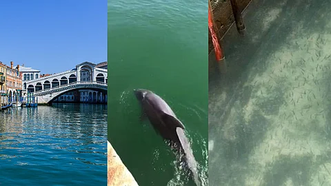 ‘അപ്രതീക്ഷിത പാര്ശ്വഫലം’; കൊവിഡില് ഇറ്റലി നിശ്ചലമായപ്പോള് വെനീസിലെ കനാലുകള് കാത്തുവെച്ചത് അപൂര്വ്വ കാഴ്ച