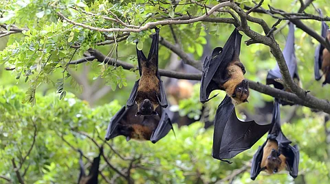 കൊവിഡ് കേരളത്തിലെ വവ്വാലുകളില് നിന്നുണ്ടായതെന്ന പ്രചരണം വ്യാജം