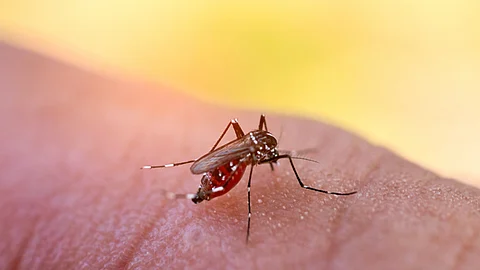 ഡെങ്കിപ്പനി: ലോക്ക് ഡൗൺ ദിനങ്ങളിൽ കൊതുക് നശീകരണത്തിലും ശ്രദ്ധ വേണം