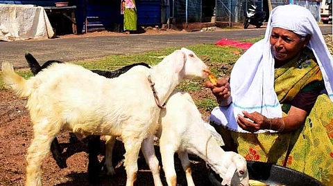 ആടിനെ വിറ്റ് മുഖ്യമന്ത്രിയുടെ ദുരിതാശ്വാസനിധിയിലേക്ക് പണം നല്കിയ സുബൈദയ്ക്ക് അനീസിന്റെ വക അഞ്ച് ആടുകള്