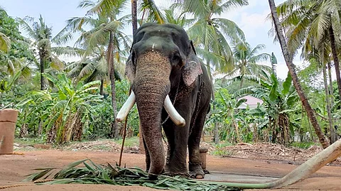 സ്വകാര്യ ഉടമസ്ഥതയിലുള്ള ആനകള് ഉള്പ്പെടെ വളര്ത്തുമൃഗങ്ങളുടെ ഭക്ഷണത്തിന് അഞ്ച് കോടി