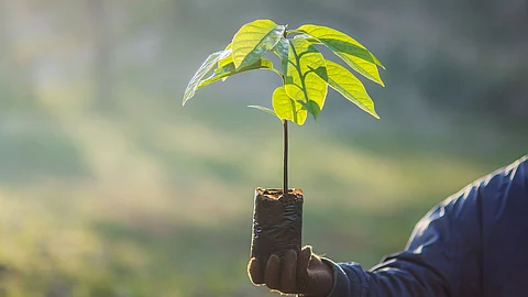 ഒരു കോടി ഒമ്പതു ലക്ഷം വൃക്ഷത്തൈകള് നടാന് സംസ്ഥാനം