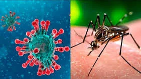 കൊവിഡും ഡെങ്കിപ്പനിയും, ശ്രദ്ധിക്കേണ്ട കാര്യങ്ങള്