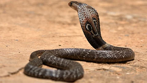 ലൈസന്സില്ലാതെ പാമ്പിനെ പിടിച്ച് ഷോ നടത്തിയാല് 3 വര്ഷം തടവ് ; നിയമം പരിഷ്കരിക്കാന് സര്ക്കാര്