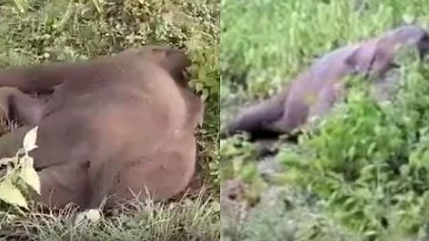 വായില് ഗുരുതര പരുക്ക്; അവശനിലയിലായ കുട്ടിക്കൊമ്പന് ചരിഞ്ഞു