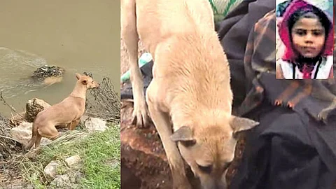 എട്ടാം ദിനം കളിക്കൂട്ടുകാരിയെ കുവി കണ്ടെത്തി; രാജമലയില് രക്ഷാപ്രവര്ത്തകരുടെ കണ്ണ് നനയിച്ച വളര്ത്തുനായ