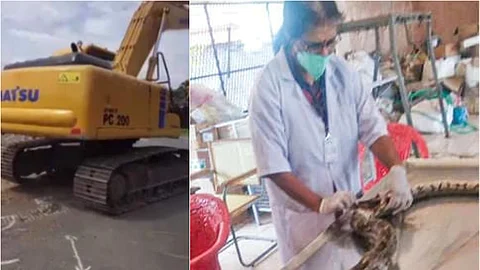 തൃശൂരില് റോഡ് പണിക്കിടെ മലമ്പാമ്പ് ചത്തു, ഡ്രൈവര് അറസ്റ്റില്
