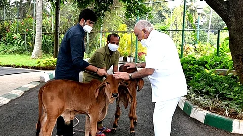 ഗോവധ നിരോധന നിയമം നടപ്പാക്കാന് കര്ണാടക; അറക്കുന്നതും കശാപ്പിനായി വില്ക്കുന്നതും കുറ്റകൃത്യമാകും