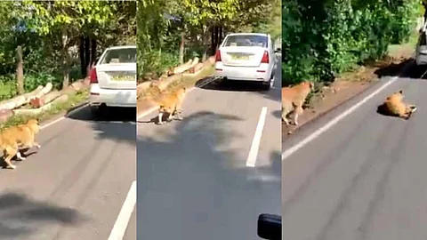 ഓടുന്ന കാറിന് പിന്നില് നായയെ കെട്ടിവലിച്ച് ക്രൂരത; വീഡിയോ