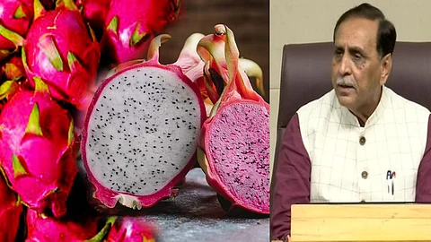 ഡ്രാഗണ് ഫ്രൂട്ടല്ല, ഇനി മുതല് 'കമലം'; പേര് മാറ്റി ഗുജറാത്ത് സര്ക്കാര്