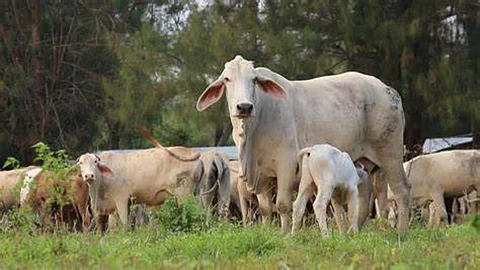 ദേശീയ പശു വിജ്ഞാന പരീക്ഷ മാറ്റിവെച്ചു; പിന്മാറ്റം അന്ധവിശ്വാസം പ്രചരിപ്പിക്കുന്നുവെന്ന വിമര്ശനത്തിന് പിന്നാലെ