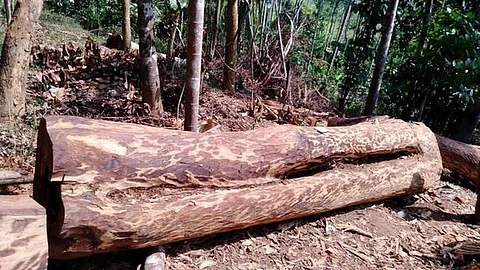 മരംമുറി മന്ത്രിമാരുടെ അറിവോടെ, പലവട്ടം യോഗം ചേര്ന്നു