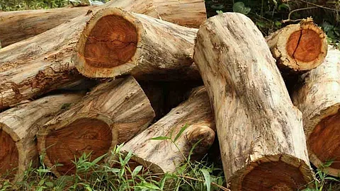 ഇത്രയധികം കേസുകളുണ്ടായിട്ടും അറസ്റ്റുകള് ഉണ്ടാകാത്തതെന്ത്? മരംമുറി കേസില് സര്ക്കാരിന് കോടതിയുടെ രൂക്ഷവിമര്ശനം