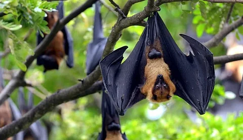 കോഴിക്കോട്ടുനിന്നുള്ള വവ്വാല് സാമ്പിളുകളില് നിപാ ആന്റിബോഡി കണ്ടെത്തി