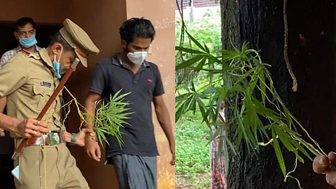 കഞ്ചാവ് ചെടി വളര്ത്തി, ഫോട്ടോയെടുത്ത് സുഹൃത്തുക്കള്ക്ക് അയച്ചത് കുടുക്കി; യുവാവ് എക്സൈസ് പിടിയില്