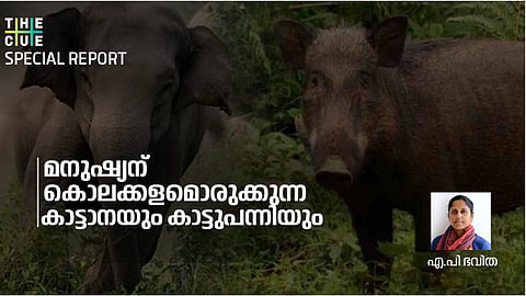 കാട്ടാനയിലും കാട്ടുപന്നിയിലും പൊറുതിമുട്ടുന്ന കര്ഷകര്