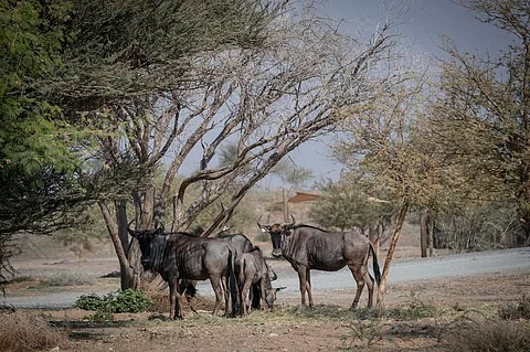 ഷാർജ സഫാരി പാർക്ക് തുറന്നു