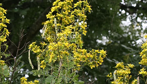 മഞ്ഞക്കൊന്ന ഇനി പേപ്പറായി മാറും, കാട്ടിലെ വില്ലനെ മുറിച്ചു മാറ്റാന് അനുമതി; ന്യൂസ്പ്രിന്റ് നിര്മിക്കുക കെപിപിഎല്