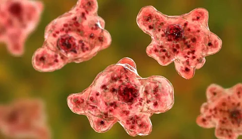 അമീബിക് മസ്തിഷ്കജ്വരം; രാജ്യത്ത് ആദ്യമായി മാര്ഗ്ഗരേഖ പുറത്തിറക്കി സംസ്ഥാന ആരോഗ്യവകുപ്പ്