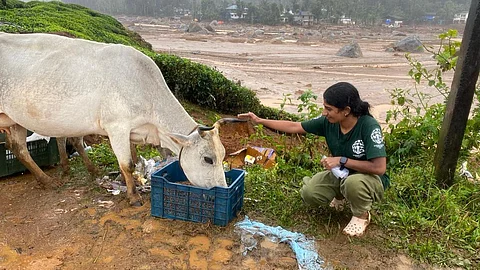 ഉരുൾപൊട്ടലിൽ ബാക്കിയായ മിണ്ടാപ്രാണികൾ ഇനി അനാഥമാകില്ല; പദ്ധതിയൊരുക്കി മൃഗസംരക്ഷണ വകുപ്പ്