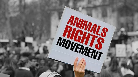 Animal-rights advocates must reimagine their relationship with human communities for a better future for the nonhuman rights movement