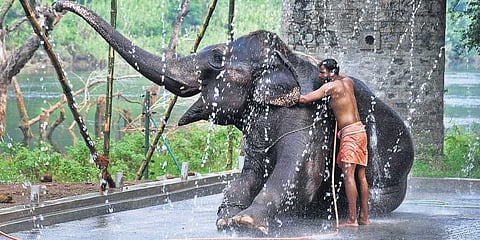 How COVID-19 has exposed the limits of captivity for elephants