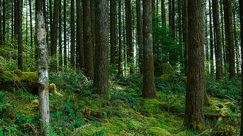 Facilitating Identification of Private Forests in Goa Through National Green Tribunal