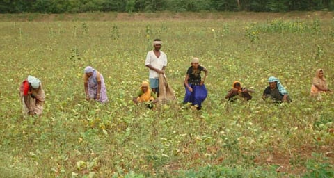 Sharecroppers in Bengal’s Burdwan Reclaim Land Stolen From Them After 10 Years