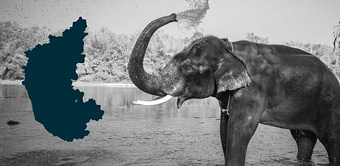 As Karnataka government gears for tusker capture, who will address the elephant in the room?