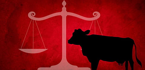 Explained: The unending beef between law and justice on the issue of cow slaughter in India