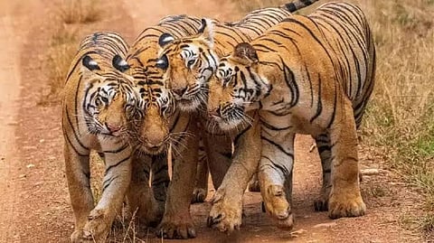 मध्य प्रदेश लगातार दूसरी बार बना टाइगर स्टेट, भोपाल के बाघ है ह्यूमन फ्रेंड्ली!