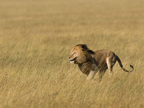 राजस्थान: रणथंभौर में नहीं थम रहा वन्य जीवों का शिकार