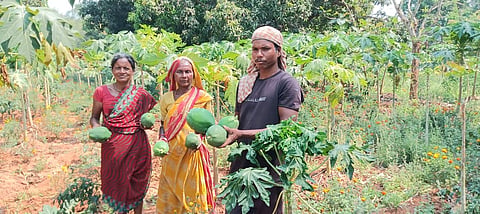 रासायनिक उर्वरकों के बिना पूरी तरह से जैविक तरीके से उगाए गए ग्रीन पपीते.