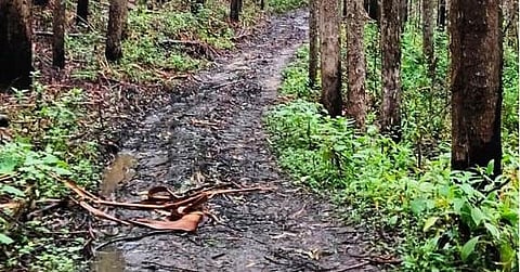 Kerala Human Rights Commission Takes Suo Motu Action Over Lack of Road Access to Munnar Tribal Settlements.