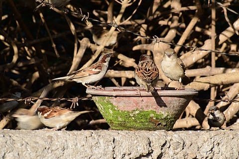 Sparrow