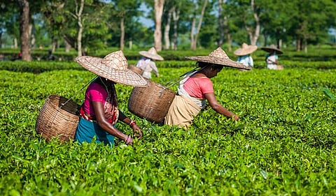 Why Assam’s Tea Garden Workers are Unhappy with Modi Government