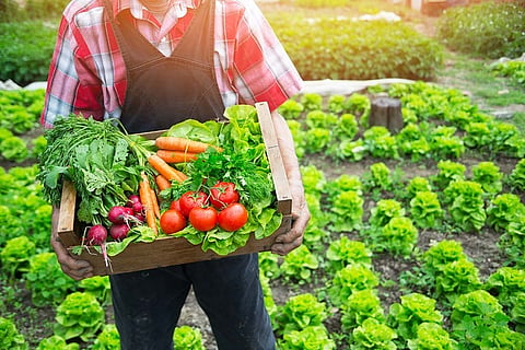 Horticulture Production Down 22.94 Lakh Tonnes in India