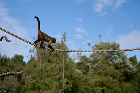 India's First IGBC-Certified Zoo Set to Open in Himachal's Kangra
