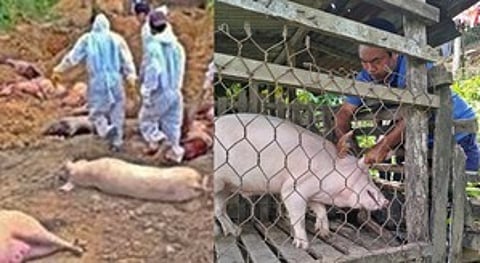 Mizoram Battles Deadly Swine Fever Outbreak
